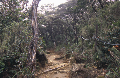 Jungle Path