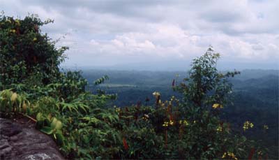 Dschungel in Temburong - im östlichen Teil von Brunei