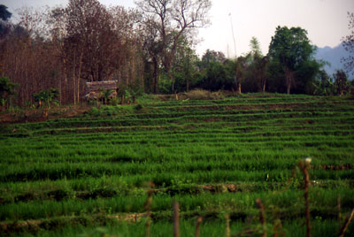 Feld bei Luang Prabang